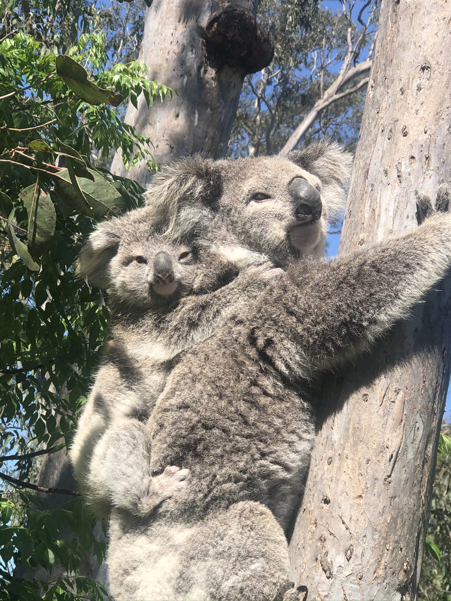 We’re going to lose koalas in NSW to extinction! The NSW Minns Labor Government have been in power for over a year & they continue koala extinction logging, land clearing & development. It’s seriously dire. Koalas will be extinct before 2050 & it’s on NSW Labor! @ChrisMinnsMP