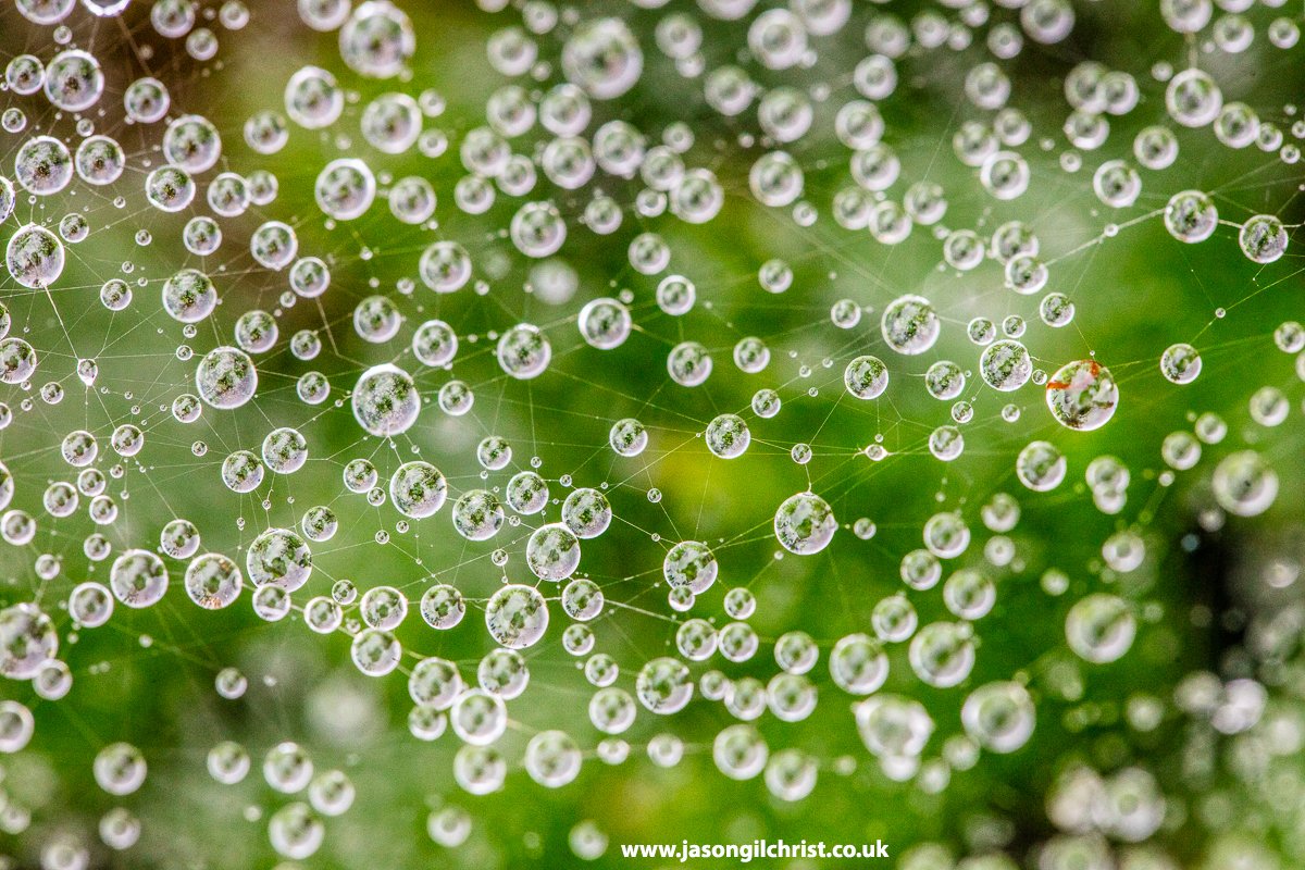 jgilchrist13's tweet image. Today.
After the rain.
Before the deluge.
Spider&apos;s web.
Bathgate Hills.
West Lothian.
Scotland.
#SpidersWeb #SpiderWeb #WaterDroplets #rain #WeatherPhotography #macro #MacroPhotography #MacroHour #StormHour #ThePhotoHour #BathgateHills #WestLothian #Scotland #ScotlandIsNow