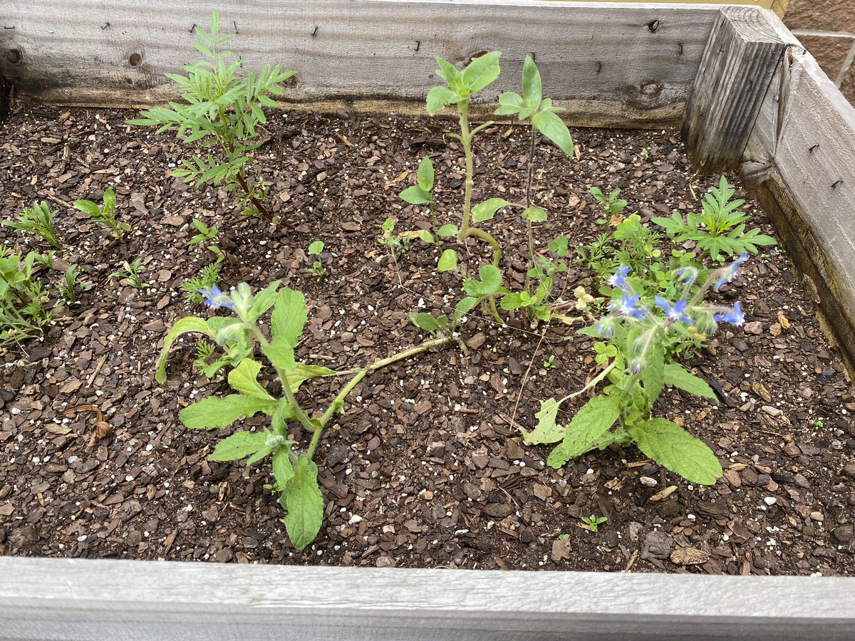 Our first blooms of the season!! 🌱 💙 <a href="/KleinISD/">Klein ISD</a> #gardening #KISDACCESS #ModelTeacher #SpecialEducation