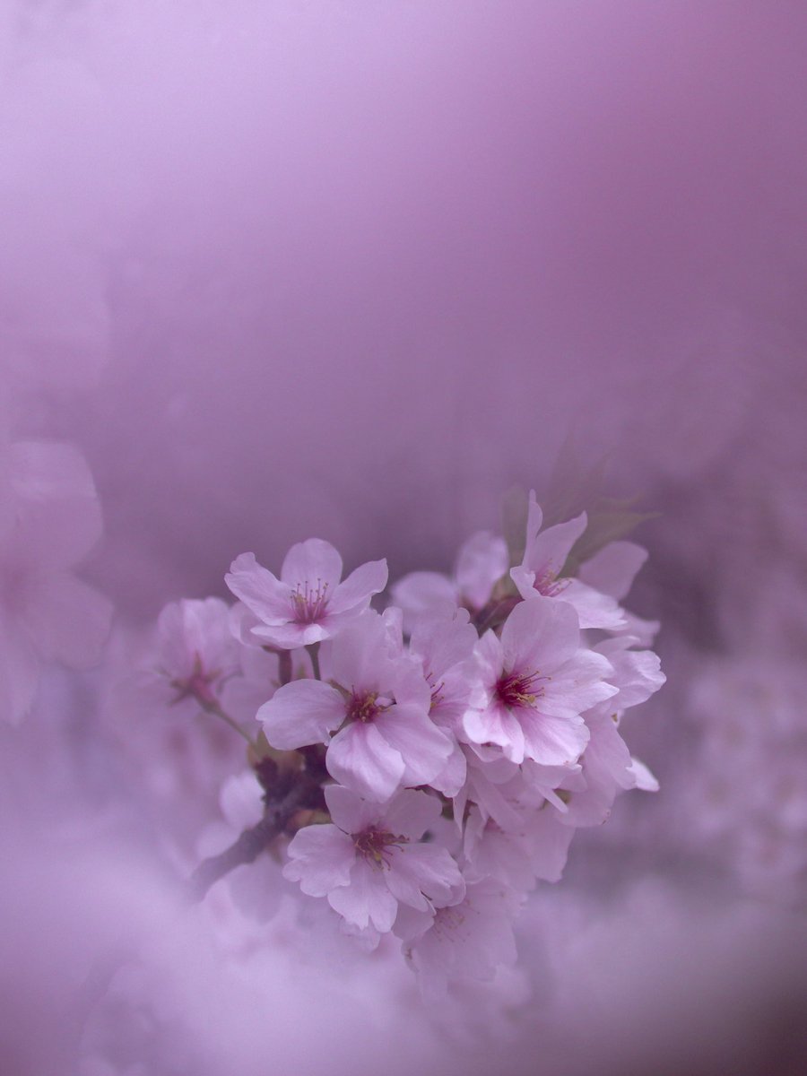 1か月前1人お花見いってきたやつ

撮影機材: Canon eos kiss x9
レンズ: SIGMA 30mm F1.4 DC DN
#桜 #一眼レフ #canonphotography #CanonEOSkissx9 #SIGMA