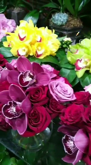 CitywideFlower's tweet photo. Welcome to NYC Flowers, Plants, Orchids - your premier destination for botanical bliss in the heart of New York City. Nestled amidst the bustling streets and towering skyscrapers, our boutique celebrates the unparalleled beauty of nature with a curated selection of exquisite https://t.co/oAzUPet4UK