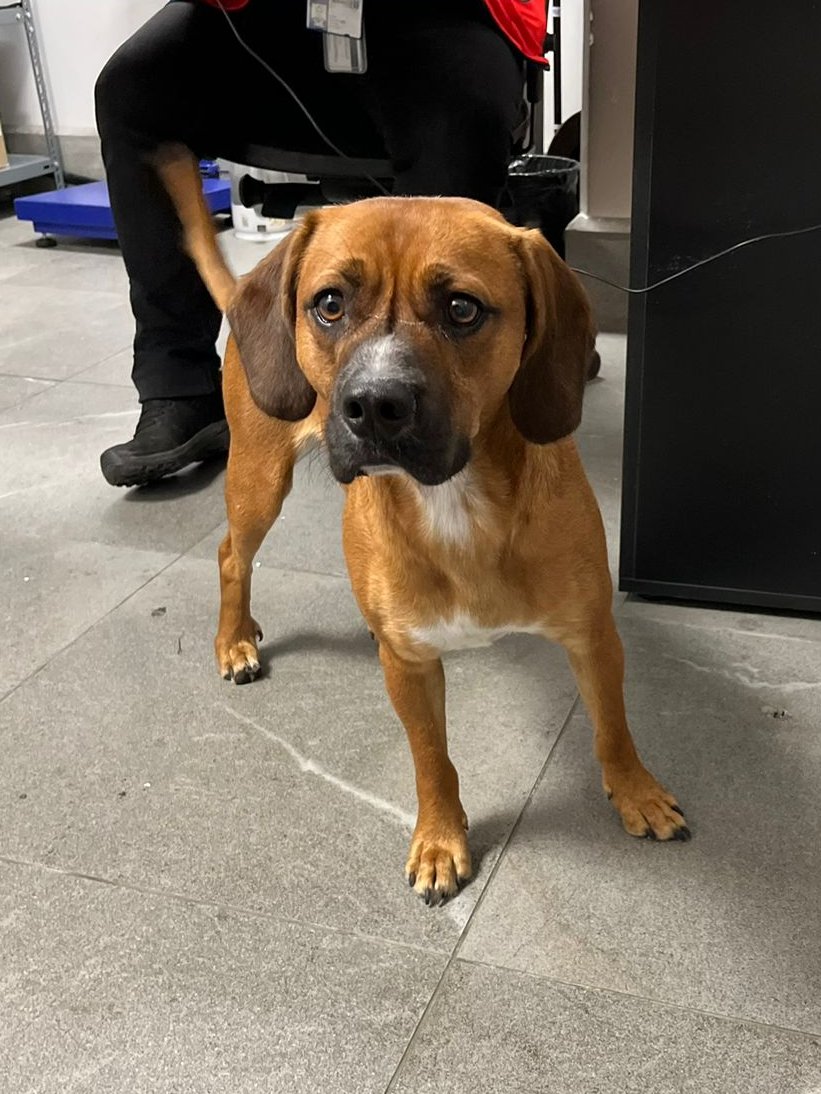 🧵 Hilo con la historia Bruno 🐶, un lindo perrito que tristemente fue abandonado en el Aeropuerto de Santiago. Su historia, sin embargo tuvo un final feliz ❤️