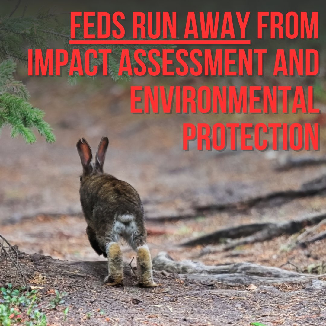 The Federal response to Supreme Court's IAA ruling is concerning. The proposed bill weakens federal authority on oil sands, dams, and marine terminals, impacting GHG emissions, water flows, and bird habitats.
More info: 
naturecanada.ca/news/blog/feds…
#impactassessment #enviroprotection