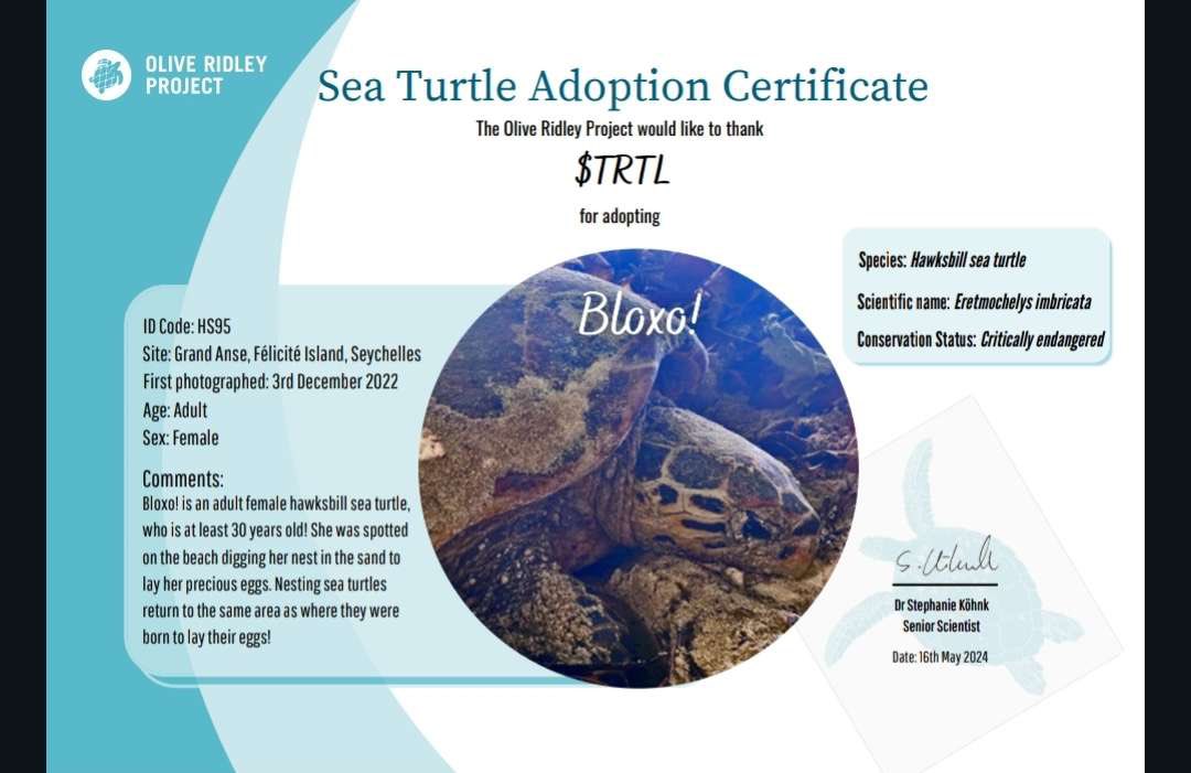 Hawksbill Sea Turtle is here to kick ass and eat jellyfish, and Cardano don’t got no jellyfish. Only 8,000 nesting females are left, critically endangered!!! Don’t be a straw, save the turtles! @TurtleSyndicate @TortolToken $TRTL