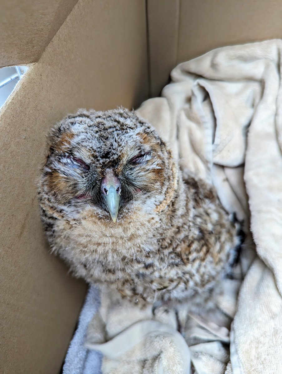 It's fledgling season and our Inspector had the pleasure of helping this little fella 🦉 in #Portishead today. Grounded by poor weather and with no obvious nest site he is now recovering at our Wildlife Hospital @rspca_official 78 #owl #tawny #safenow #toowettowoo