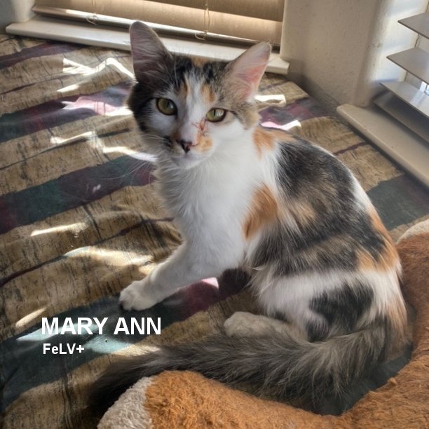 This is Mary Ann. She’s 1 year-old and a very energetic and playful kitten. She loves to run and play with the other kittens that’re about her age. She also loves human attention, including being brushed and doted over. #snapcats #specialneedscats #lukiehouse #felv #catswithfelv