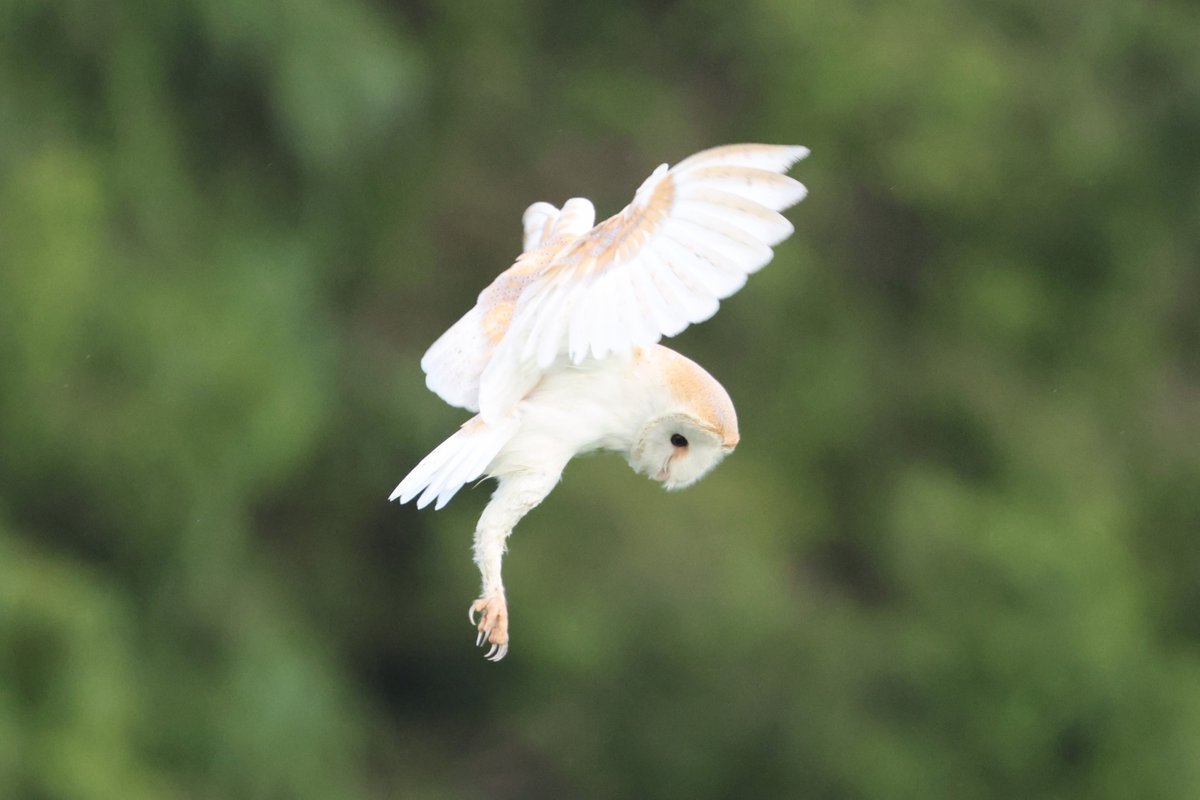 bcbeancounter's tweet image. After a full day of rain, my chances of the local Barn Owl being out were good. 335 images later, I was proved right! #northantsbirds #barnowl @Natures_Voice
