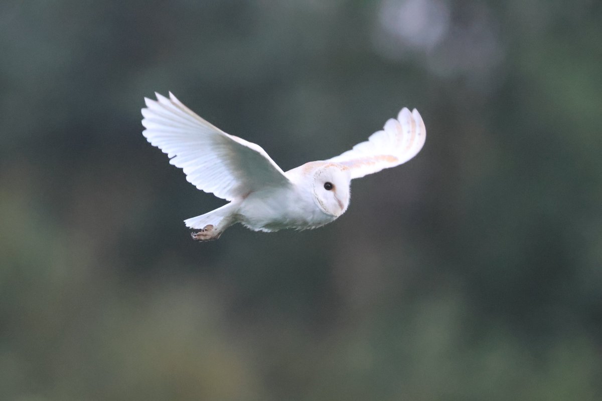 bcbeancounter's tweet image. After a full day of rain, my chances of the local Barn Owl being out were good. 335 images later, I was proved right! #northantsbirds #barnowl @Natures_Voice
