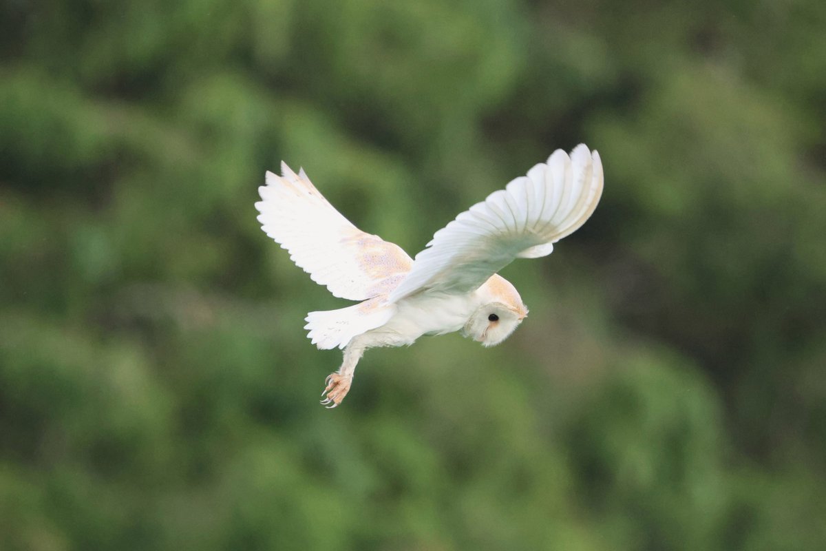 bcbeancounter's tweet image. After a full day of rain, my chances of the local Barn Owl being out were good. 335 images later, I was proved right! #northantsbirds #barnowl @Natures_Voice