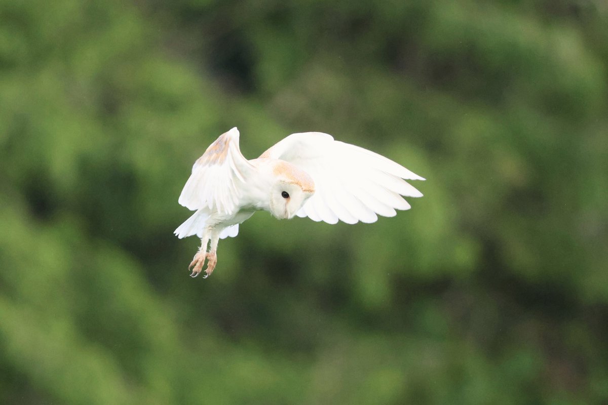 bcbeancounter's tweet image. After a full day of rain, my chances of the local Barn Owl being out were good. 335 images later, I was proved right! #northantsbirds #barnowl @Natures_Voice