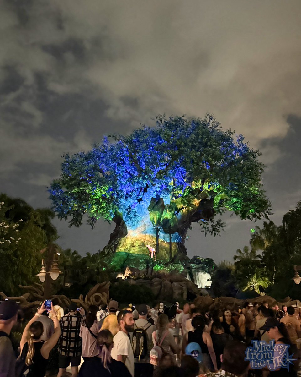 Did you know there’s a  beautiful Tree Of Life projection show on the rare days Disney’s Animal Kingdom opens late.

#disneyworld #waltdisneyworld #disneyparksuk #disneyparks #disneyuk #animalkingdom #disneysanimalkingdom #treeoflife