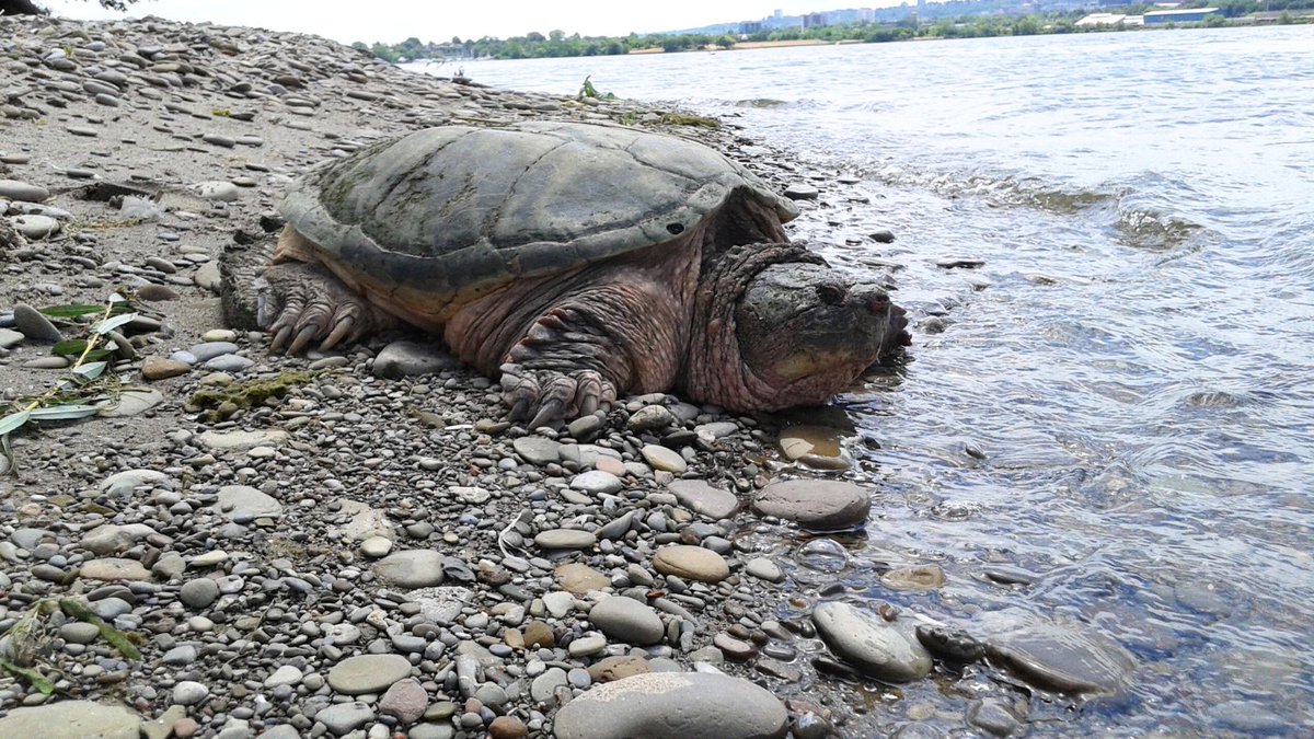 infohhrap's tweet image. #DYK Snapping Turtles are Canada’s largest freshwater turtle?🐢Partners @ConservHalton @Hamilton_CA &amp;amp; @RBGCanada help to protect them with wildlife directional fencing to direct local populations to safe road crossings &amp;amp; prevent road mortality. #TurtleDay hhrap.ca/track-the-prog…
