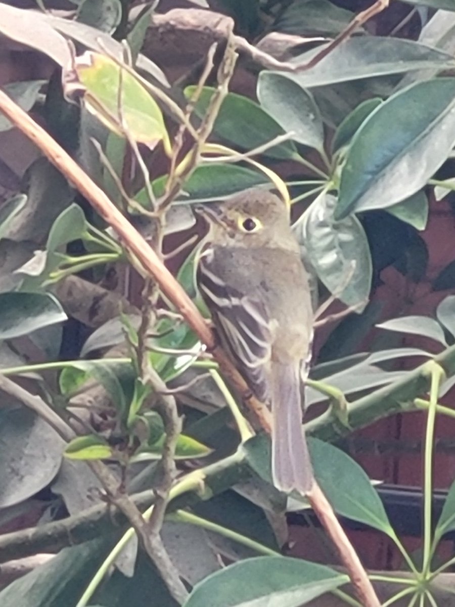 Sitting #outdoors eating breakfast while listening to early morning #birdsong is one of my favorite ways to start the day.

What's yours?

#bird #wildlife #nature #music #joy #beauty #wellbeing #BiodiversityMatters #NatureNeedsHalf #RestoreNatureNow #rewilding

Western Flycatcher