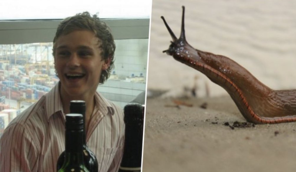 fasc1nate's tweet photo. In 2010, a nineteen year old  Australian man named Sam Ballard  spent an evening drinking with his friends in the back garden, when a slug came to their attention.  

Being young and dumb and a bit inebriated, one of them suggested, as a dare, that Sam swallow the slug, which he did.  

Some time later Sam started to complain of aches and pains and informed his parents of his foolhardy act, which they dismissed as irrelevant.  

The sad truth is that the slug was carrying Rat Lungworm disease, a parasite called Angiostronjilus. Deposited in the faeces of an infected rat the slug picked it up and finally passed to the unfortunate man.  

The parasite worked its way through its host’s system, finding its way to the brain and causing an inflammation that induced a coma lasting over 400 days.  On waking, he was completely paralyzed and was reliant on round-the-clock care in order to function. He finally succumbed to his condition and passed away in 2018.