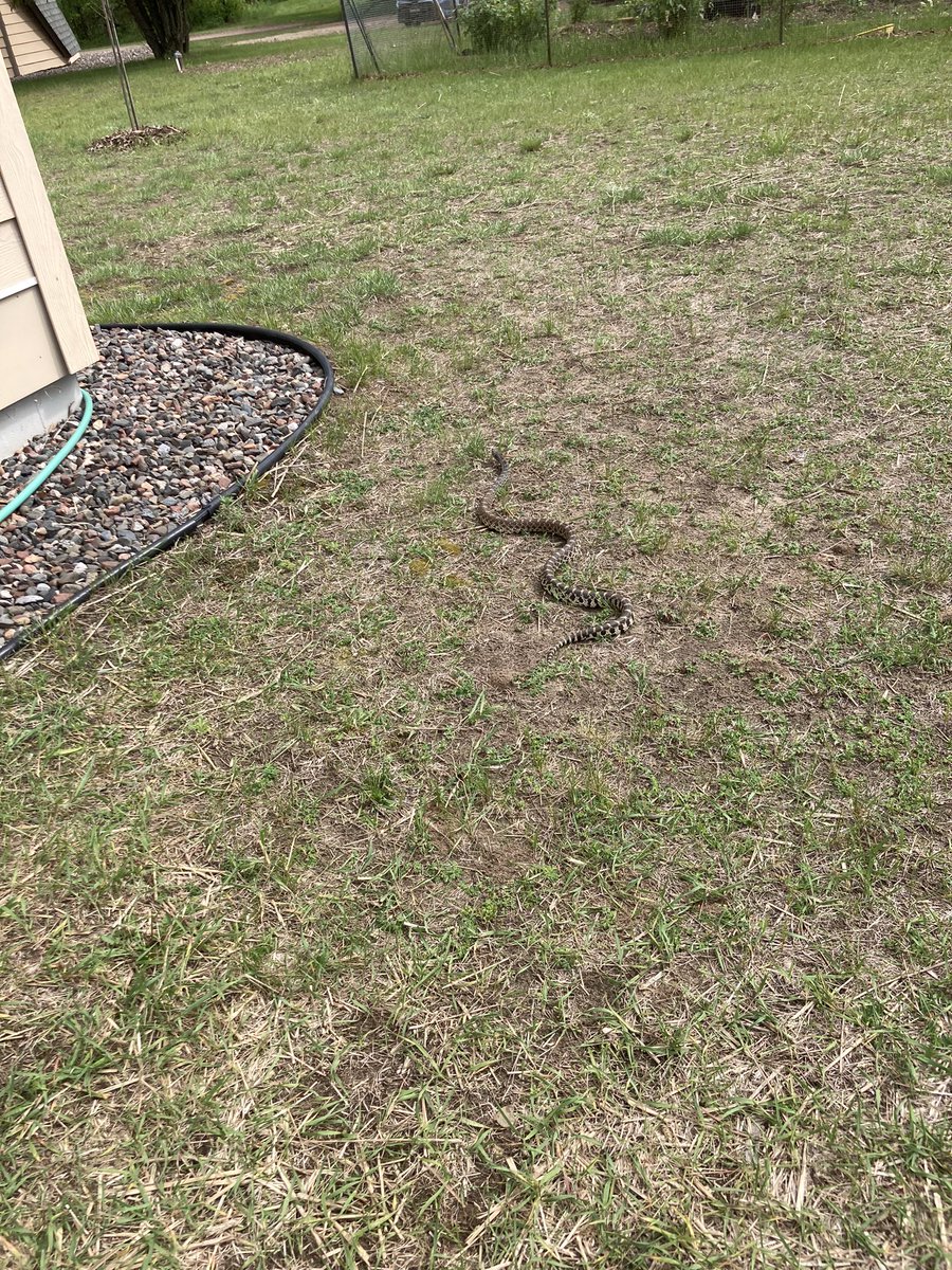 Dr Josh Brian (@drjoshbrian) on Twitter photo Excited to be back at <a href="/CedarCreekESR/">Cedar Creek ESR</a> for my third field season with @AlienImpacts! Already met some new friends, including an adventurous bull snake and a mamma bird who decided to nest directly under one of my plants… Excited to be back at <a href="/CedarCreekESR/">Cedar Creek ESR</a> for my third field season with @AlienImpacts! Already met some new friends, including an adventurous bull snake and a mamma bird who decided to nest directly under one of my plants…