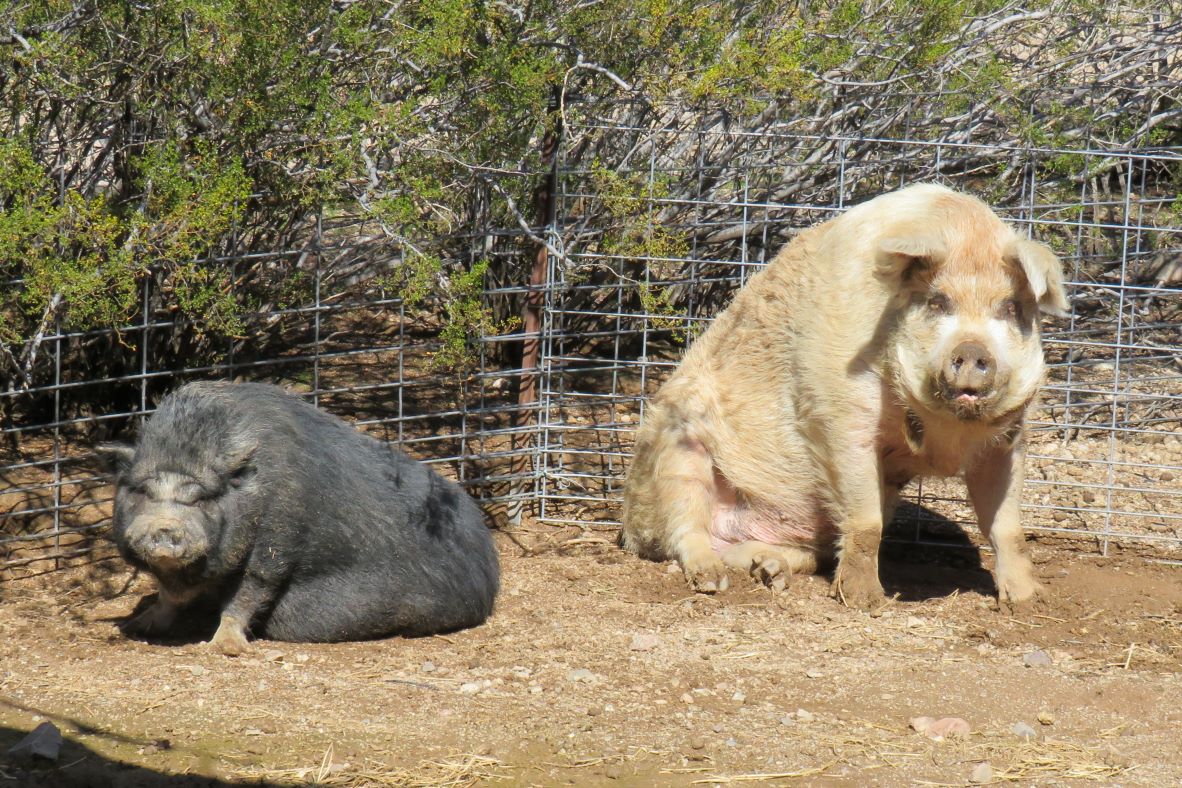 I know you all have been waiting with bated breath for the latest news on the pigs we sponsor at Ironwood Pig Sanctuary in Tucson, AZ, so here you go! Despite some recent health issues, Eleanor and Henry are in tip-top shape and doing well! Enjoy! ironwoodpigs.org