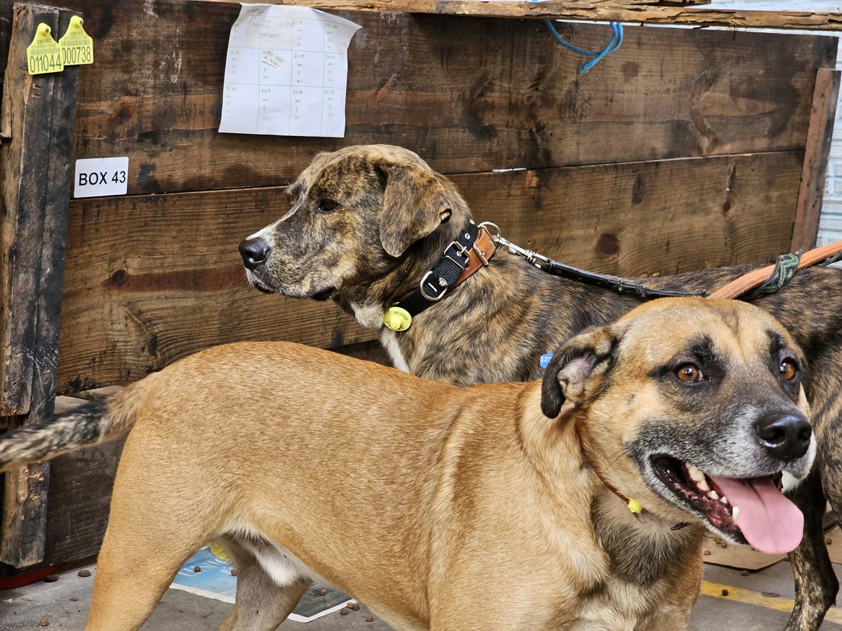 CEITECSA's tweet image. CEITEC doa chips para auxiliar a identificação de animais resgatados nas enchentes em Porto Alegre.

Leia a notícia em:

ceitec-sa.com/pt/Paginas/CEI…