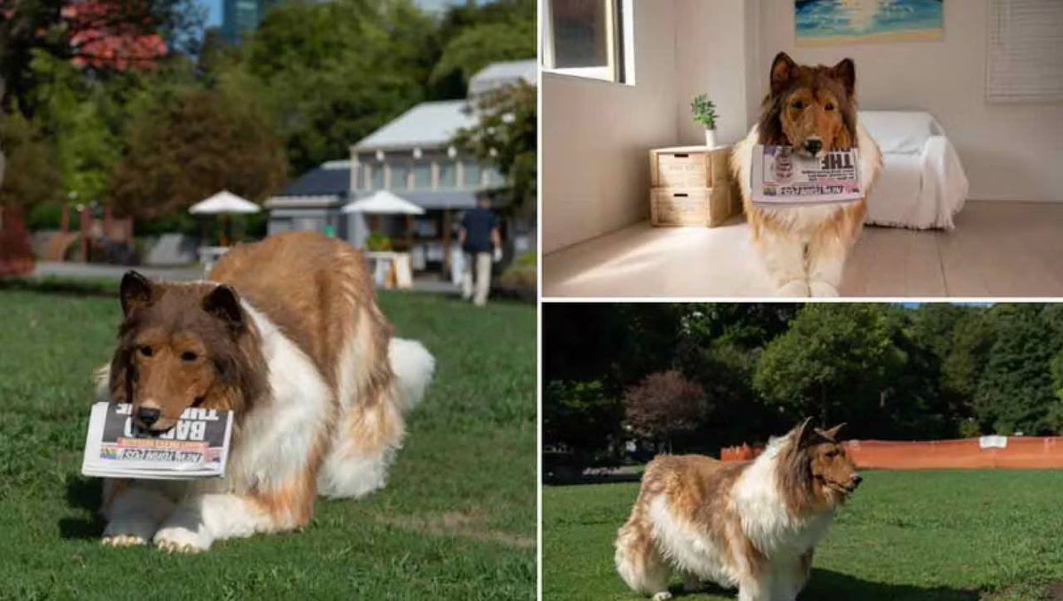 insider_politic's tweet image. A man who transformed into a dog now desires to morph into another creature — a WanQol

Blogger Toko from Japan achieved his childhood aspiration two years ago when he "reincarnated" as a human-sized border collie. Engaging in play, training, and reveling in belly scratches, he…