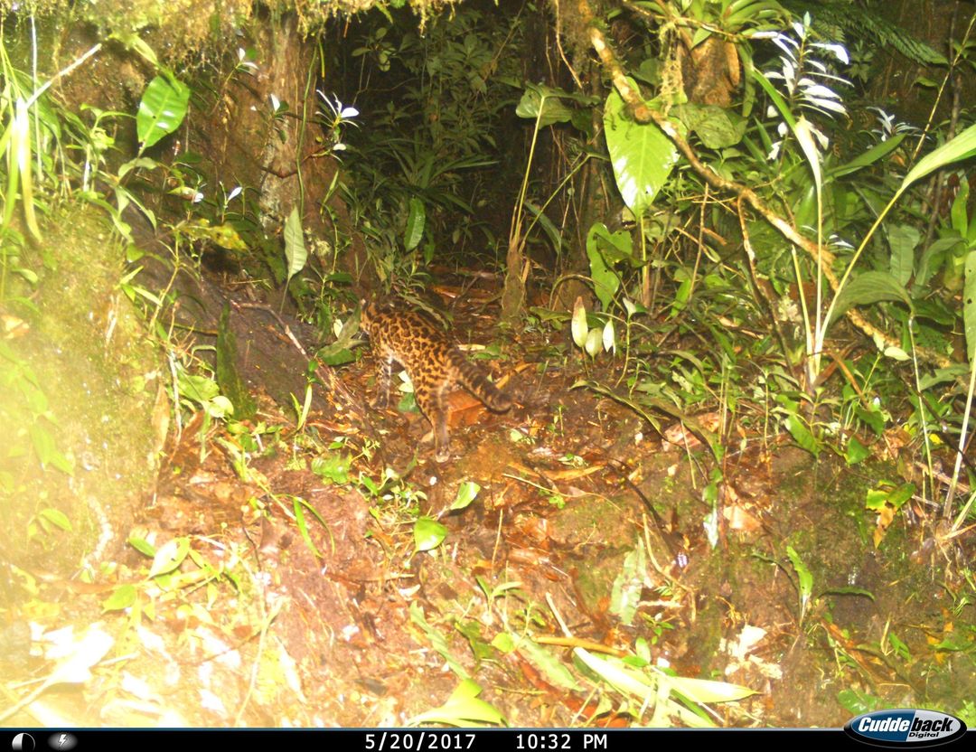 Descubren cuál es la especie de felino silvestre más pequeña de Panamá.

Una publicación de Nature Scientific Reports que recopila los estudios de 40 investigadores, ha demostrado que la especie más pequeña de felino silvestre que se encuentra en Panamá es el 'Leopardus