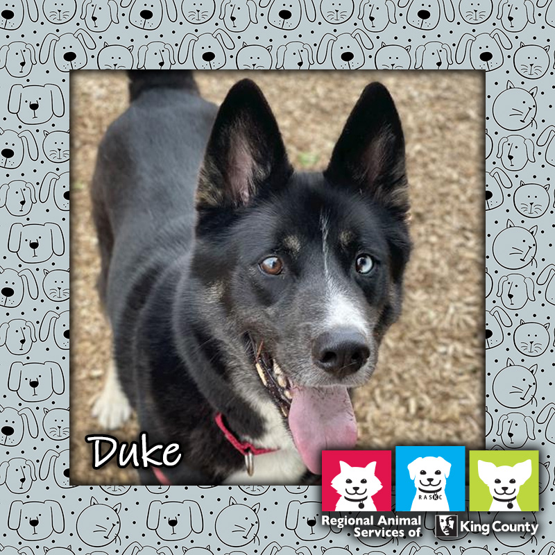 Happy, energetic Duke is our #PetOfTheWeek! 🐶 tailsfromraskc.com/2024/05/23/pet…

Come visit us soon to #AdoptAPet!

kingcounty.gov/AdoptAPet