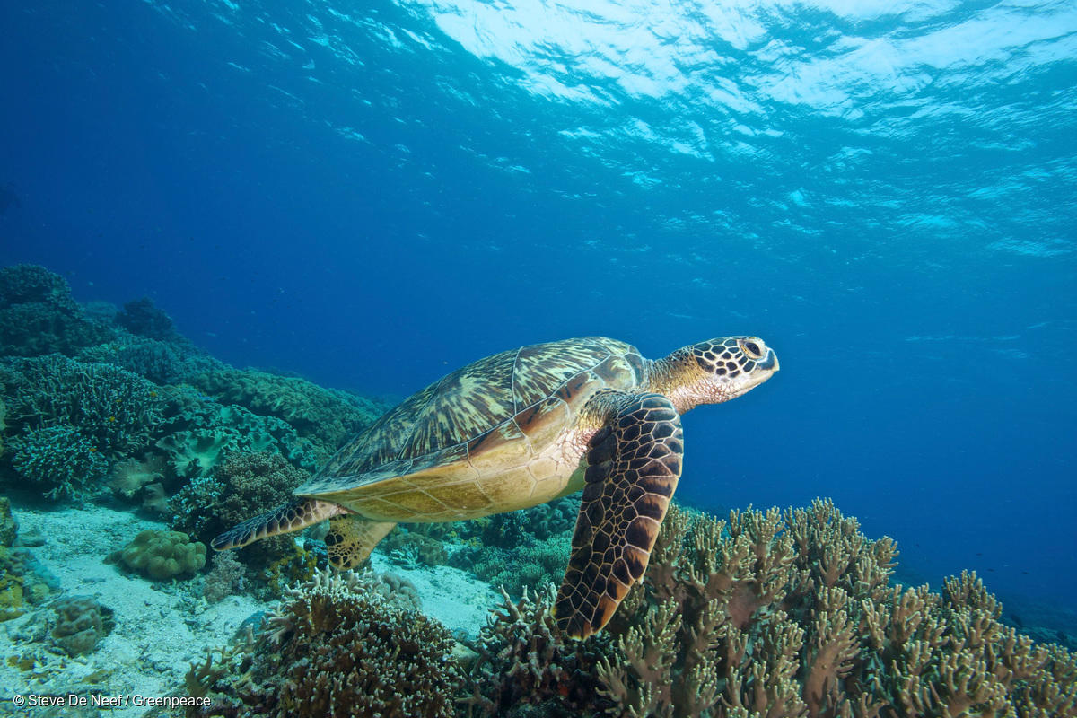Happy #WorldTurtleDay! 🐢💙

Did you know that marine turtles are among the oldest surviving reptiles in the world - and have been swimming in our oceans for more than 150 million years?!