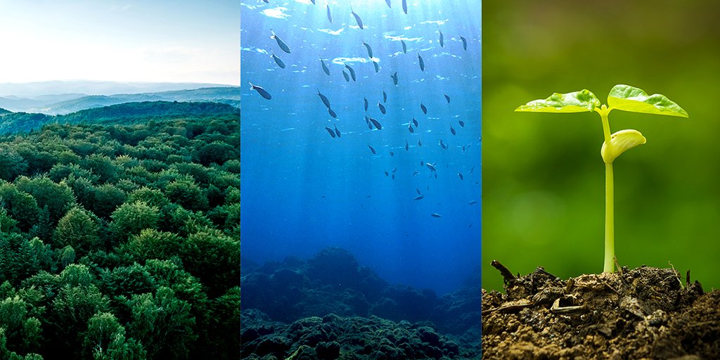 Today is #BiodiversityDay! We are committed to being #PartOfThePlan for our planet, actively promoting biodiversity. From Niokolo Koba to Joal-Fadiouth, OCP Foundation’s efforts protect terrestrial and aquatic flora and fauna. 🐾🐟🌿 More: bit.ly/4bvEagg #ForNature