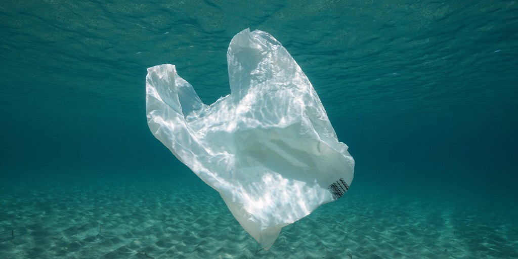 Plastic bags are one of the most common single-use plastics harming ocean wildlife. 🐬 

Thanks to the California Assembly & Senate for passing ⁦@BauerKahan⁩ #AB2236 ⁦& @SenBlakespear #SB1053 to eliminate thicker film plastic bags at grocery stores! #CALeg #BanTheBag