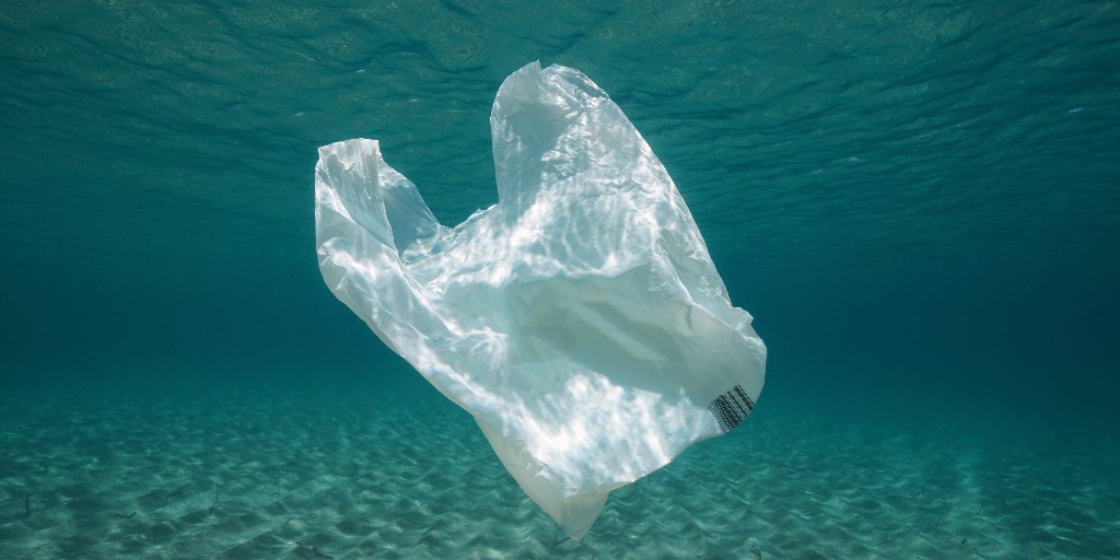 Oceana (@oceana) on Twitter photo Plastic bags are one of the most common single-use plastics harming ocean wildlife. 🐬
Thanks to the California Assembly & Senate for passing <a href="/BauerKahan/">Assemblymember Rebecca Bauer-Kahan</a> #AB2236 & <a href="/SenBlakespear/">Senator Catherine Blakespear</a> #SB1053 to eliminate thicker film plastic bags at grocery stores! #CALeg #BanTheBag Plastic bags are one of the most common single-use plastics harming ocean wildlife. 🐬
Thanks to the California Assembly & Senate for passing <a href="/BauerKahan/">Assemblymember Rebecca Bauer-Kahan</a> #AB2236 & <a href="/SenBlakespear/">Senator Catherine Blakespear</a> #SB1053 to eliminate thicker film plastic bags at grocery stores! #CALeg #BanTheBag