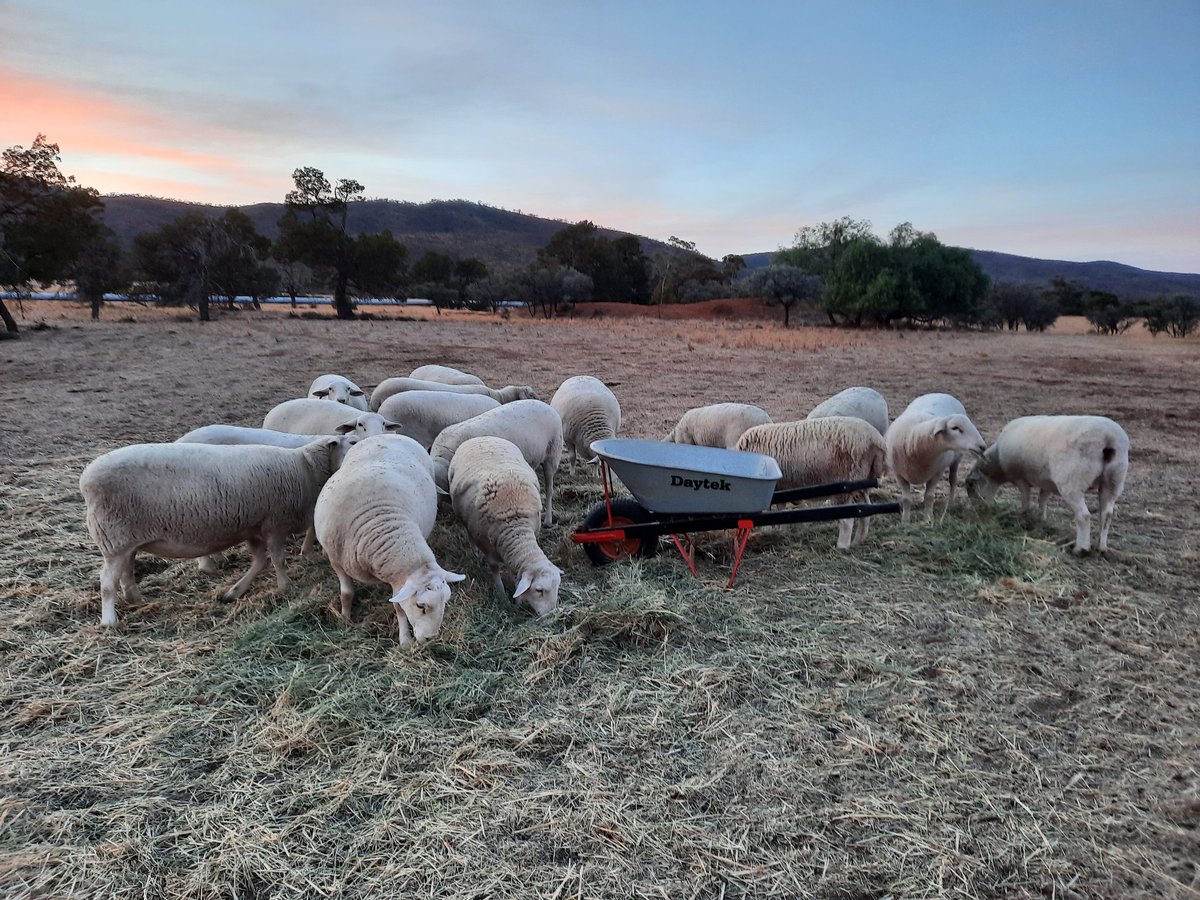 Non Bot Oz 🍉🍉🍉🍉🍉🍉🍉🍉🍉🍉🍉🍉🍉🍉🍉🍉 tweet media