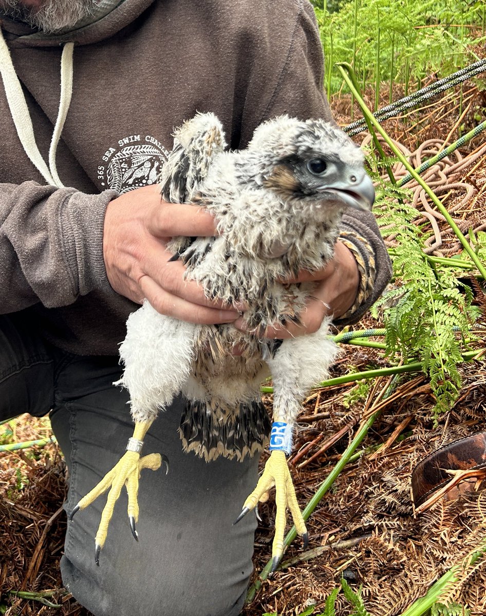 Devon Bird of Prey Research (@devonperegrines) on Twitter photo Three healthy peregrine chicks ringed and DNA swabbed today near Torquay. This was a female chick, GR, weighing 1050g and a large tarsus-toe measurement at 118mm which indicates female (f over 110mm) <a href="/TorCoastCountry/">Torbay Coast & Countryside Trust</a> <a href="/_BTO/">BTO</a> <a href="/DevonBirds/">Devon Birds</a> Three healthy peregrine chicks ringed and DNA swabbed today near Torquay. This was a female chick, GR, weighing 1050g and a large tarsus-toe measurement at 118mm which indicates female (f over 110mm) <a href="/TorCoastCountry/">Torbay Coast & Countryside Trust</a> <a href="/_BTO/">BTO</a> <a href="/DevonBirds/">Devon Birds</a>