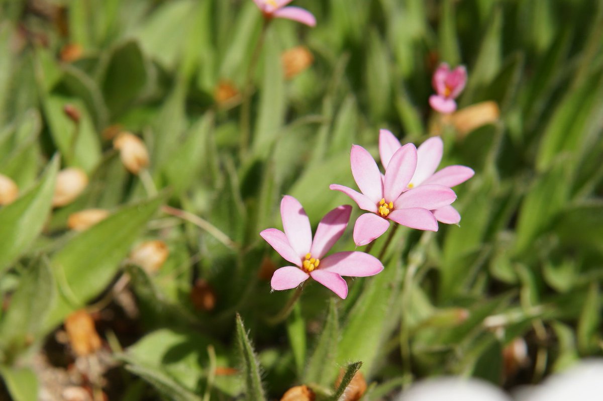 おはようございます
#あっつ桜

#StopWarInUkraine