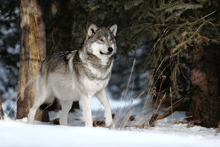 Action for Earth (@actionforearth) on Twitter photo Action to oppose the mass killing of Wolves in the US Northern Rockies. act.biologicaldiversity.org/ooK2yRiemEmxEZ… <a href="/CenterForBioDiv/">Center for Biological Diversity</a> Action to oppose the mass killing of Wolves in the US Northern Rockies. act.biologicaldiversity.org/ooK2yRiemEmxEZ… <a href="/CenterForBioDiv/">Center for Biological Diversity</a>