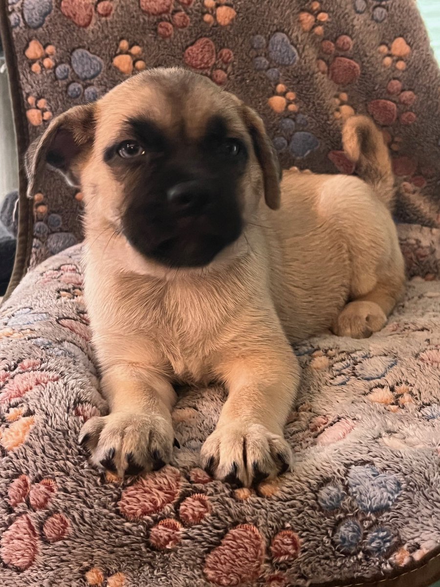 APARN's tweet image. New adoptable pug mix puppy: HEDWIG – PUPPY – FEMALE aparn.org/adopt/hedwig-p…