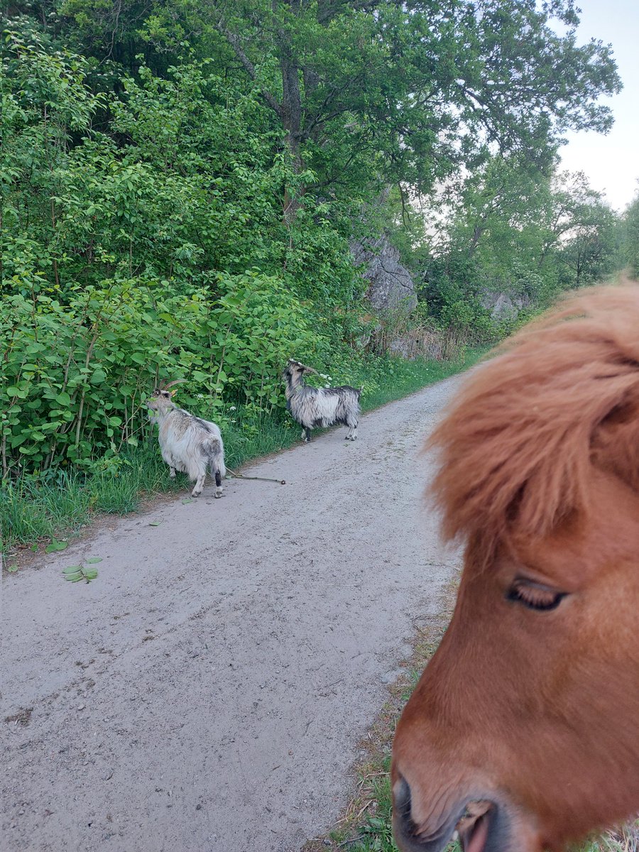 Cutest photobomb