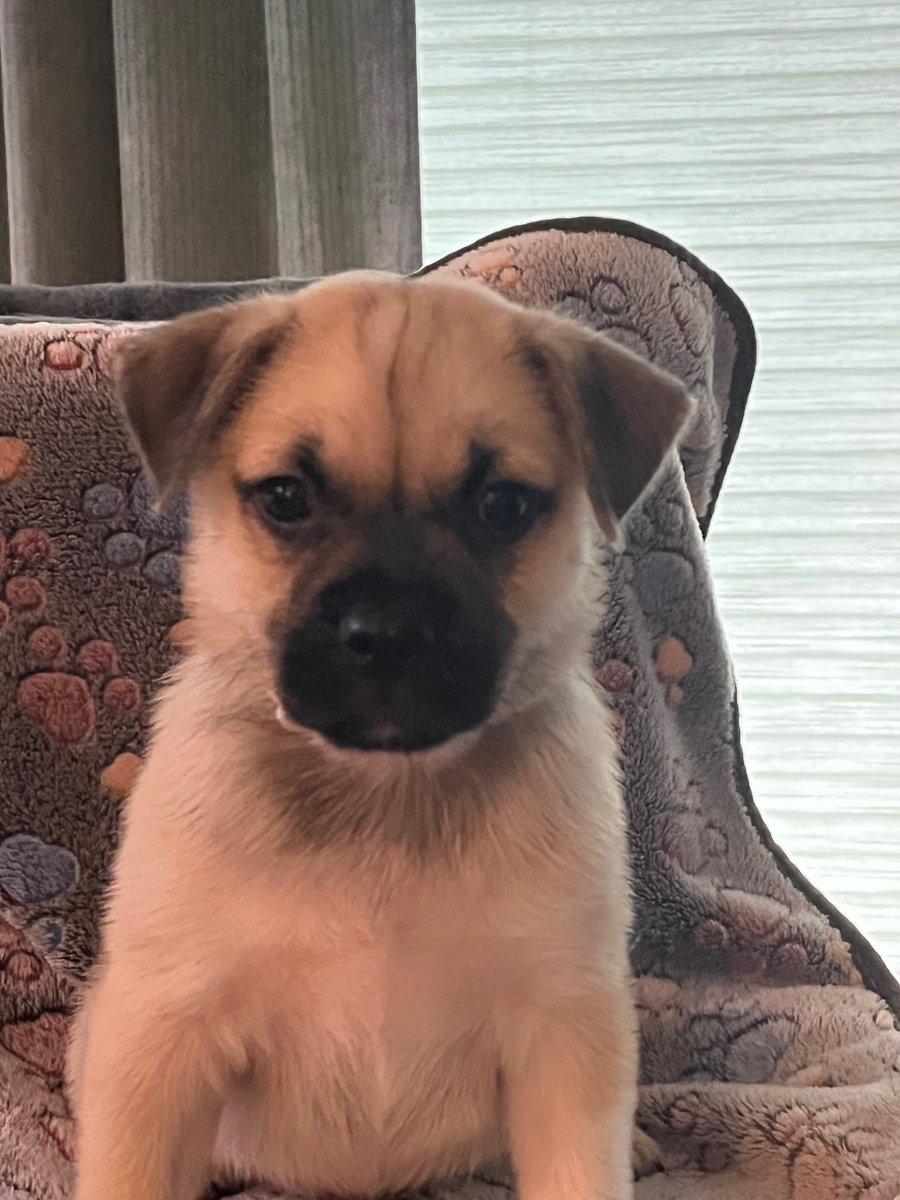 APARN's tweet image. New adoptable pug mix puppy: NORBERT – PUPPY – MALE aparn.org/adopt/norbert-…