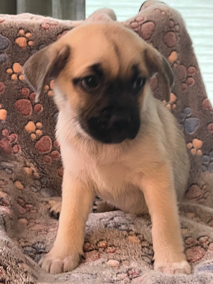 APARN's tweet image. New adoptable pug mix puppy: PANSY – PUPPY – FEMALE aparn.org/adopt/pansy-pu…