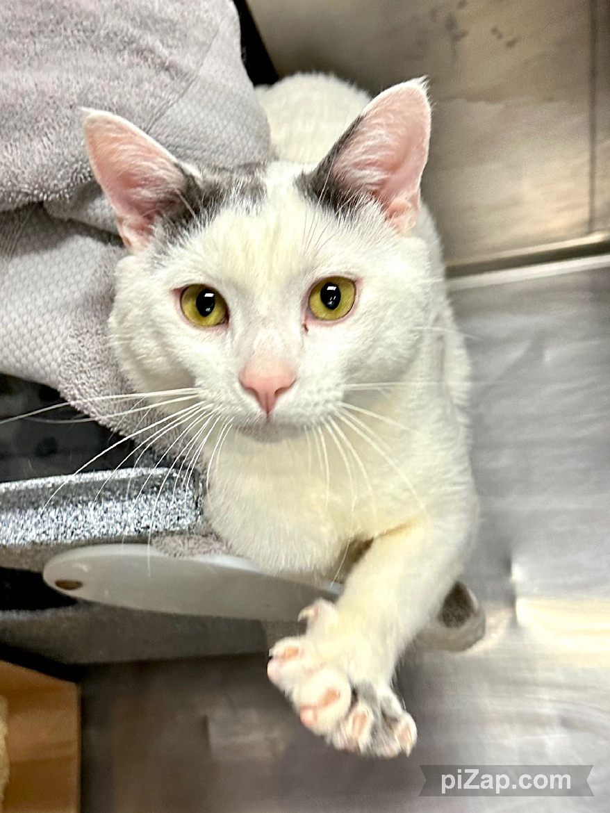 NYCDEATHROWCATS: Moo was surrendered by owner due to inappropriate elimination and Fighting with other resident cat. Another blame the cat game. So Moo is not neutered and he is living with another cat who is also not neutered. They are fighting? …