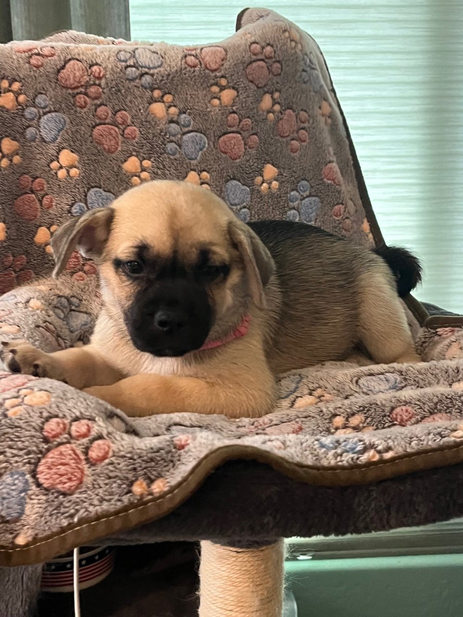 APARN's tweet image. New adoptable pug mix puppy: MINERVA – PUPPY – FEMALE aparn.org/adopt/minerva-…