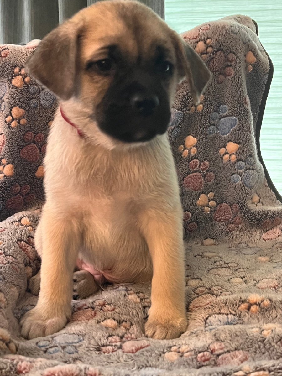 APARN's tweet image. New adoptable pug mix puppy: FANG – PUPPY – MALE aparn.org/adopt/fang-pup…