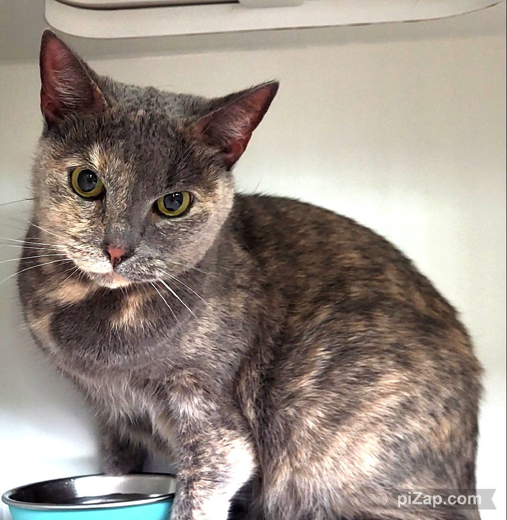 NYCDEATHROWCATS: Pretty Dilute Torti Mercedez. Family member surrendered due to the owner being elderly . Mercedez is tense but allowed all handling. Please consider. facebook.com/photo.php?fbid…