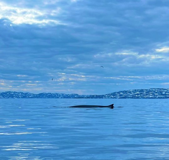 Tok et bilde av en finnhval i Varangfjorden. Ca 20 meter lang, verdens nest største pattedyr. #Vadsø