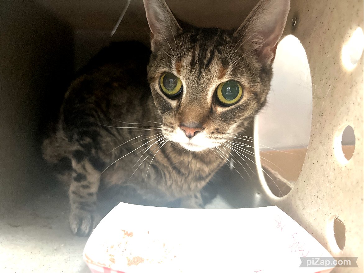 NYCDEATHROWCATS: SENIOR ALERT! HOARDING SITUATION - SPOTTY IS HYPERTHYROID AND IS ON LIQUID METHIMAZOLE. Multiple cats were picked up from hoarding situation. The cats appear to be in overall good condition and were relatively easy to handle at pickup. …