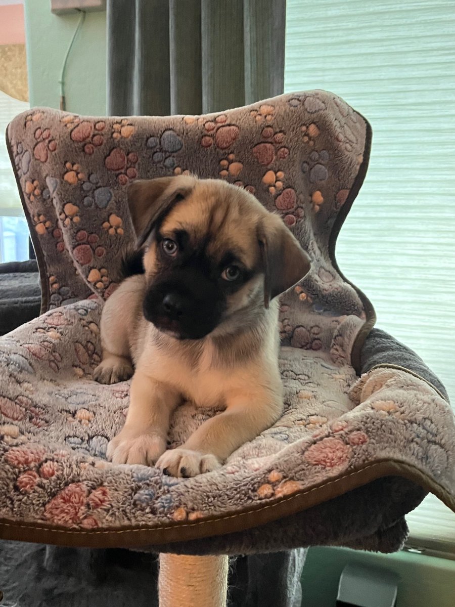 APARN's tweet image. New adoptable pug mix puppy: LUPIN – PUPPY – MALE aparn.org/adopt/lupin-pu…