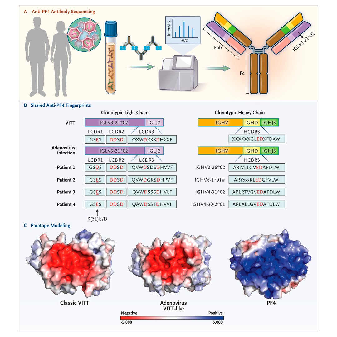The antibody that mediates the occurrence of VITT associated with adenoviral-based Covid-19 vaccines is nearly identical to the antibodies produced in response to natural adenoviral infection. Read the full correspondence: nej.md/3ygUva1