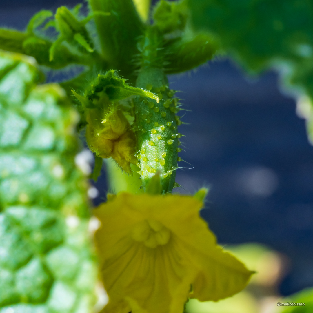 ミニキュウリの花芽 #キリトリセカイ #写真の奏でる私の世界 #ファインダー越しの私の世界 #カメラのある生活 #写真のある生活 #写真好きな人と繋がりたい #写真撮ってる人と繋がりたい #これソニーで撮りました #photography #SonyAlpha #α7RV #SEL90M28G #ミニキュウリ