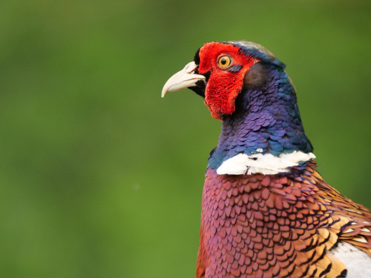 RBonney8's tweet photo. @sykesjeff Pheasant head and shoulders https://t.co/o7zN3TXwjG