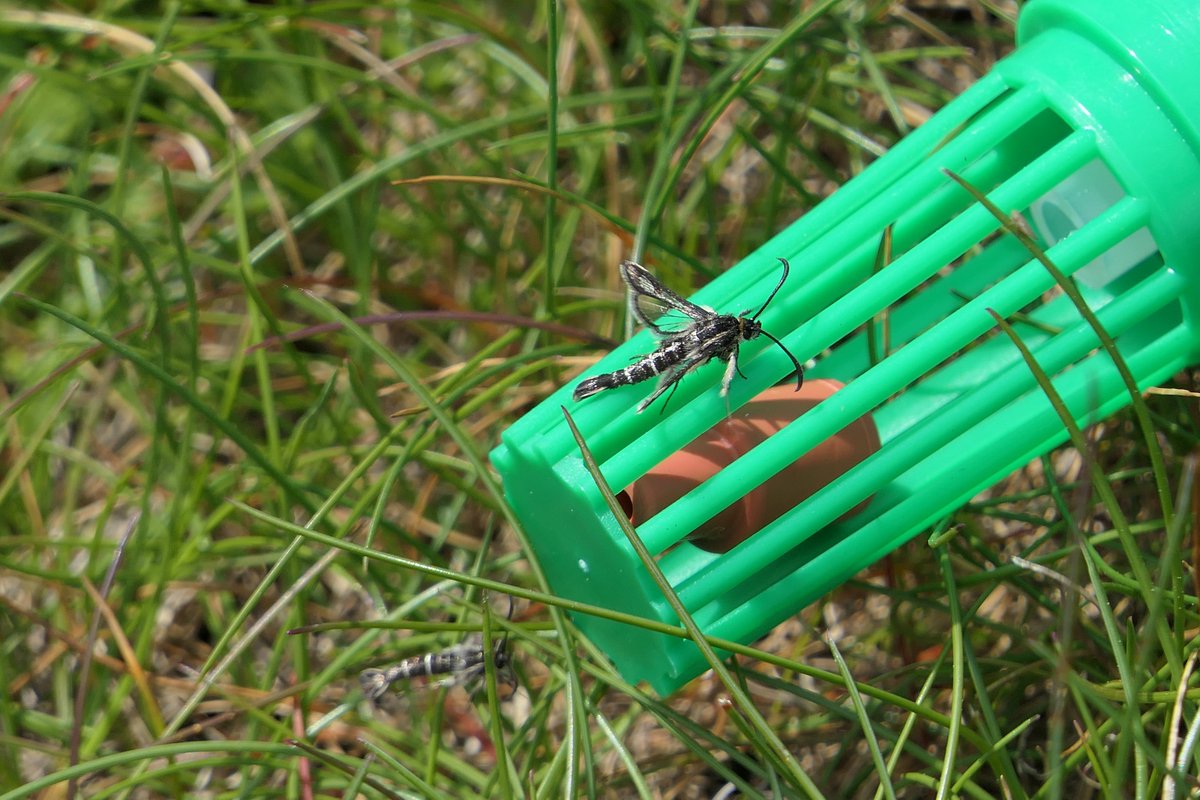 Students from the MSc in Conservation Behaviour @ATU_GalwayCity are on Inis Mór this week. Today we surveyed for Thrift Clearwing moths using pheromone lures, and we found it! This is the first time this species has been recorded on Inis Mór, a great result for #BiodiversityWeek