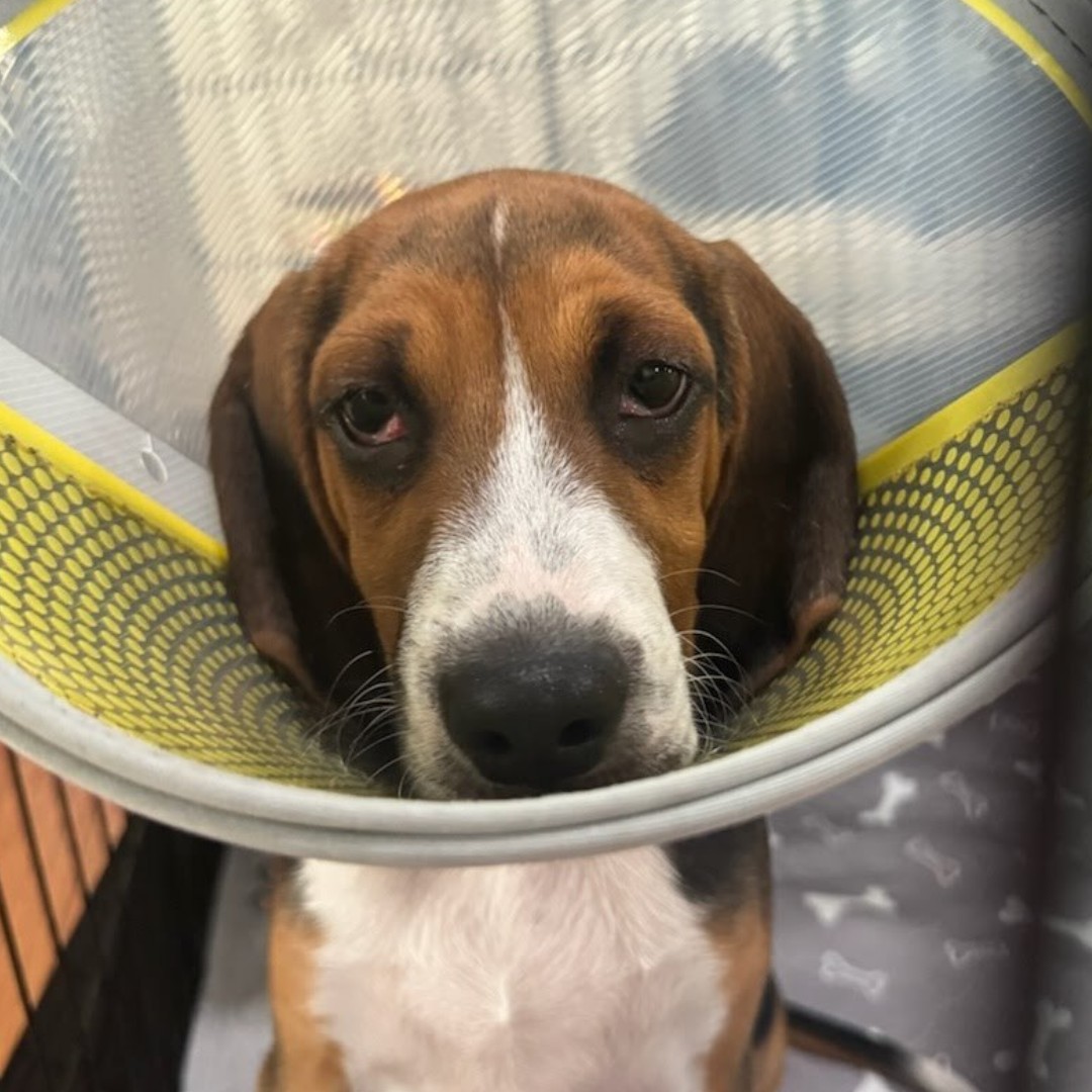 ADOPT RILEY THE PUPPY
Age: 3.5 months
Location: FL 

Meet Riley!  He has so much personality and loves to explore, play, and snuggle. Riley is looking for a home with at least one other playful dog and a fenced yard to romp around in. 

👉 Apply: bfp.org/rescue/
