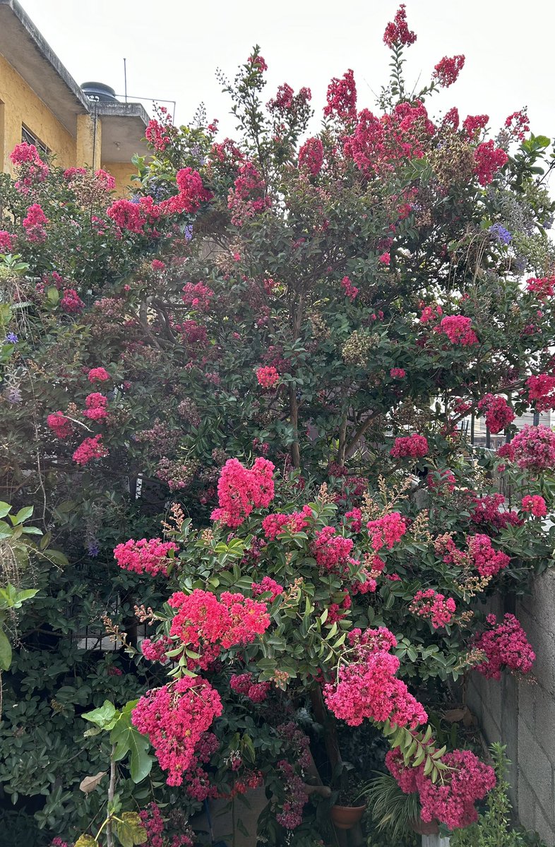 HillaryGallo1's tweet photo. Árbol de Jupiter o árbol de la Vida este es un árbol simboliza la transformación y la renovación, elimina los estancamientos y favorece los nuevos comienzos y es justo lo que me transmite al apreciarlo en casa de mi abuela.
#NaturalezaGD #RETOGD @greendevgt https://t.co/mPzd3OWNED