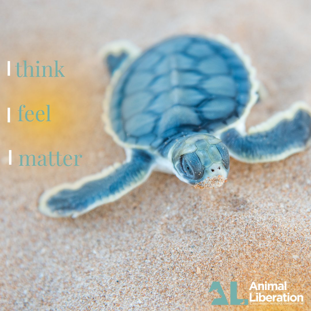 🐢 Did you know that Australia is home to around 23 different species of turtles including 6 species of sea turtles? We recognise these incredible animals will to be free and the role they play in our oceans and waterways.